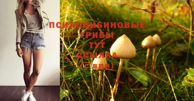 Галлюциногенные грибы Psilocybe  нарко площадка как зайти  Коркино 